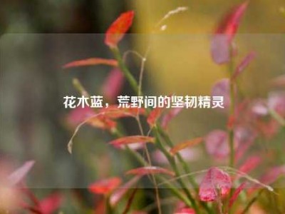 花木蓝，荒野间的坚韧精灵