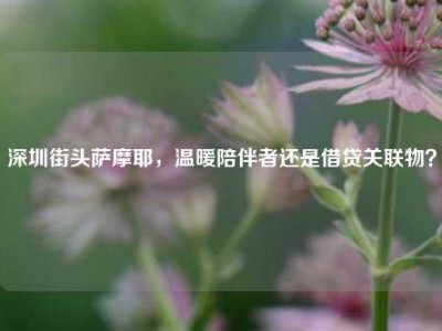 深圳街头萨摩耶，温暖陪伴者还是借贷关联物？