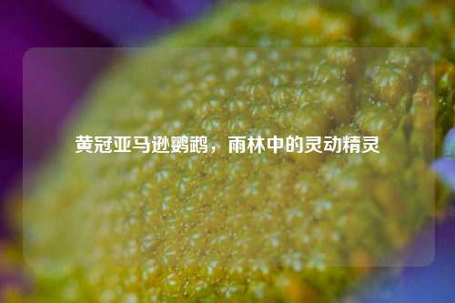 黄冠亚马逊鹦鹉,雨林中的灵动精灵