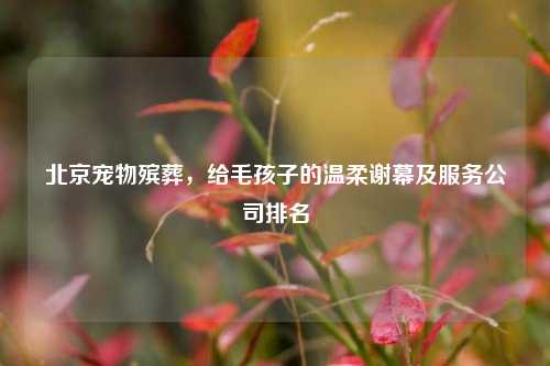 北京宠物殡葬,给毛孩子的温柔谢幕及服务公司排名