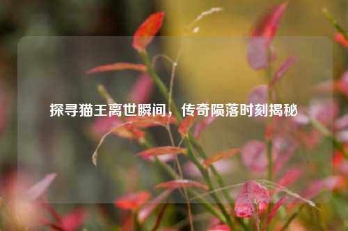 探寻猫王离世瞬间,传奇陨落时刻揭秘