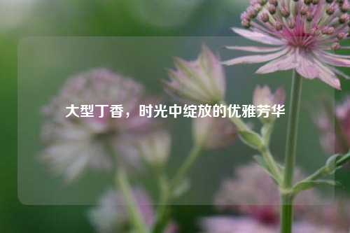 大型丁香，时光中绽放的优雅芳华