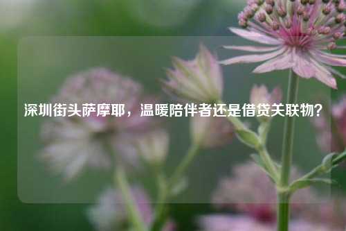 深圳街头萨摩耶，温暖陪伴者还是借贷关联物？